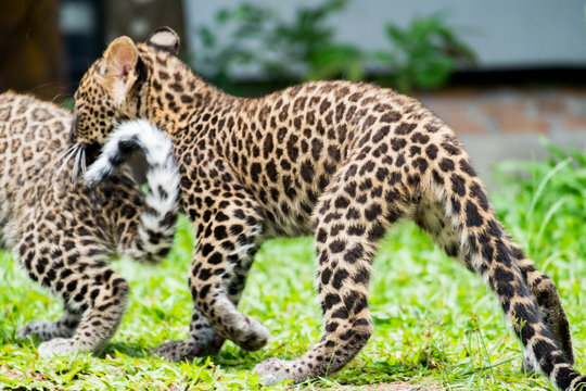 baby leopard in wildlife breeding center.