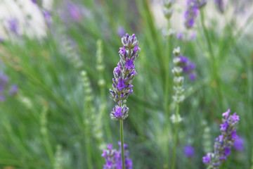 Purple Lavender flowers on green nature background in sunny day. Bright violet flowers  for herbal medicine.