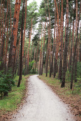 pine forest in the Park near the lake