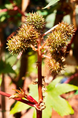 Castor oil plant with red fruits