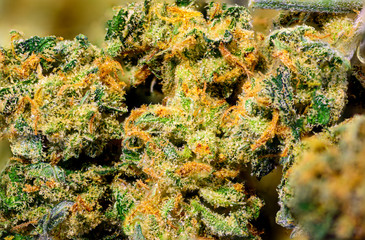 Macro view of marijuana buds. Flower of the female cannabis plant