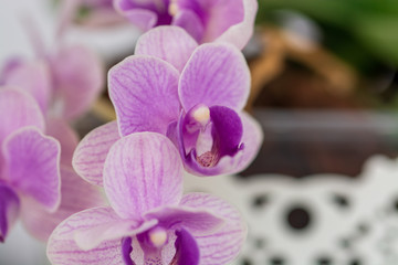 Beautiful white and purple orchid flowers 
