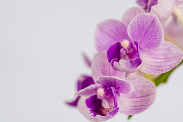 Fototapeta na wymiar Beautiful white and purple orchid flowers on white background