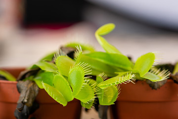 Macro view of the mouths of a Venus Flytrap plant (Dionaea Muscipula)