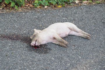 Close up of little dead pig on the road. Lying dead on the road, the blood on the pavement.