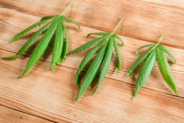 Marijuana leaves on wooden background. Fresh green cannabis leaves. Light drug production concept.