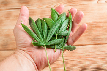 Marijuana leaves in male hand on wooden background. The concept of hemp production. Fresh, freshly picked green leaves.