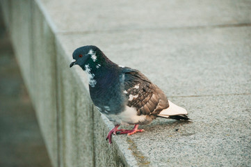 pigeon on the ground