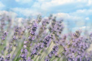 Beautiful lavender flower in garden, sky and clouds in background