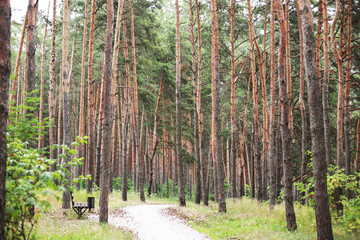 pine forest in the Park near the lake