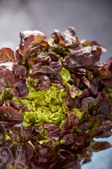 view of fresh green vegetables