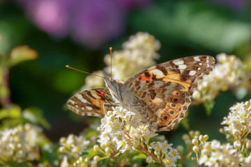 Painted lady