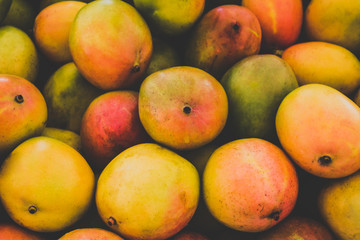 Fototapeta na wymiar pile of fresh mango fruits closeup - food background -