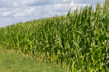 Green corn field and cloudy sky in the background.