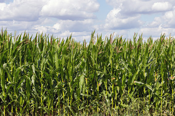 Green corn field and cloudy sky in the background.