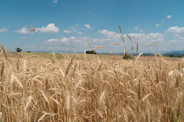 Ripe ears of wheat swaying from the gentle wind. Wheat field ready to harvest.