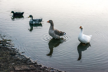 White and gray geese in a water from village pond. Beautiful Nature Background.