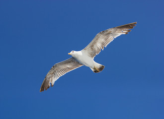 Seagulls in flight against blue sky