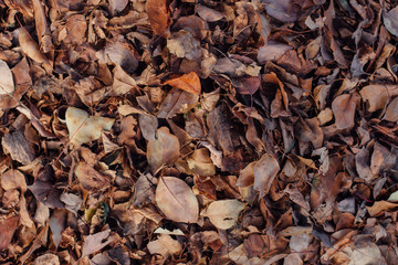 Fallen dry brown autumn leaves on the ground