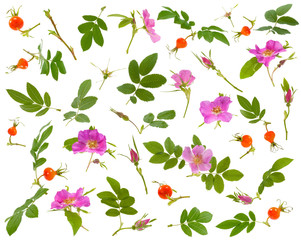 Many leaves, flowers,berries and buds of dog rose at various angles on white background