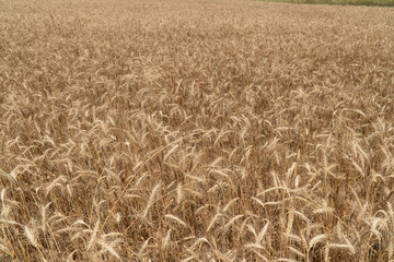 Ripe ears of wheat swaying from the gentle wind. Wheat field ready to harvest.