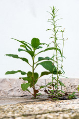 Plants grow in the cement