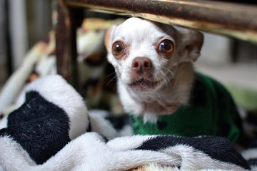 litle adopted pinscher in winter