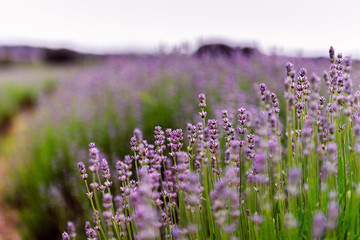 Fototapeta na wymiar Field of organic lavender flowers , summer concept