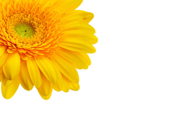 Yellow gerbera flower