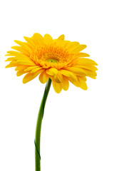 Yellow gerbera flower