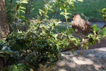 Beautiful bird in the woods