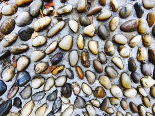 Path of stones. Rainforest. Background. Texture.