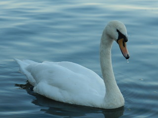 cygne