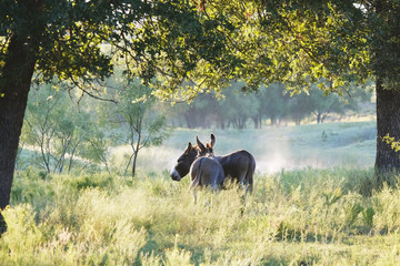 Mini donkey friends in rural countryside landscape during summer on farm.