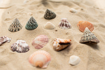 Fototapeta na wymiar Muschel in verschiedenen Größen im Sand