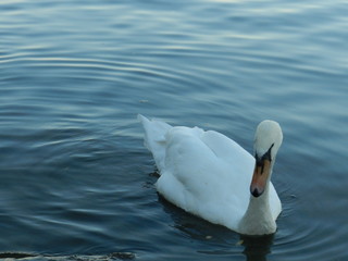Fototapeta premium cygne
