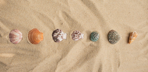 Muschel in verschiedenen Größen im Sand