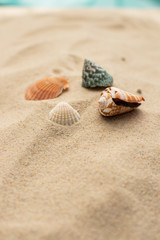 Strand mit Muscheln und einer Flaschenpost 