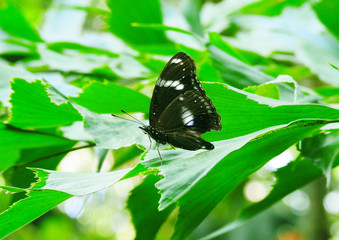 Butterfly Hypolimnas bolina. Wildlife. Rainforest.
