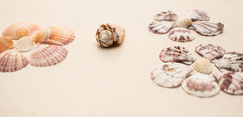 verschiedene Muschel Blumen