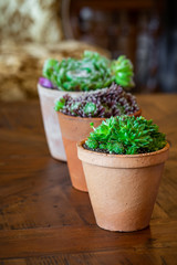 petits pots de plantes vertes déco