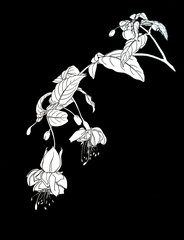 graphics black and white illustrations depicting fuchsia © Виктория Коновалова