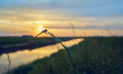 Dragonfly in the sunset of the green fields grown with rice plants. July in the Albufera of Valencia