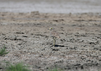 Unusual photos of an unusual bird Eurasian stone-curlew. The adult bird is photographed in a habitat habitat and demonstrates excellent camouflage.