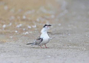 Common tern chick (Sterna hirundo) trying to swallow large fish