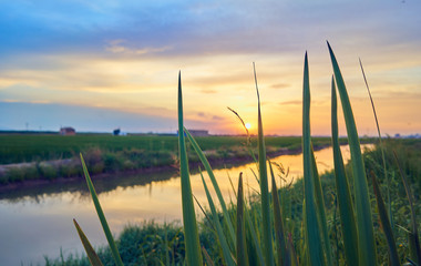 Sunset in the green fields cultivated with rice plants. July in the Albufera of Valencia