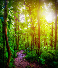 Path in the jungle under a shining sun