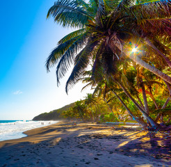 Sun shining through the palm trees in Grande Anse beach