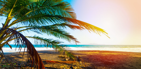 Palm tree in Grande Anse beach in Guadeloupe