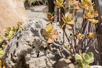 Botanical Garden of Catania Sicily